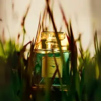 Acqua di Costanza Morgentau Damen Parfum Flakon in hohem grün-goldenem Gras, symbolisiert Natürlichkeit und Frische.